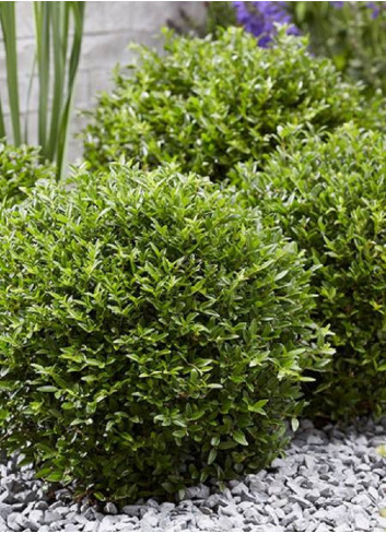 LONICERA nitida GARDEN CLOUDS GREEN BREEZE