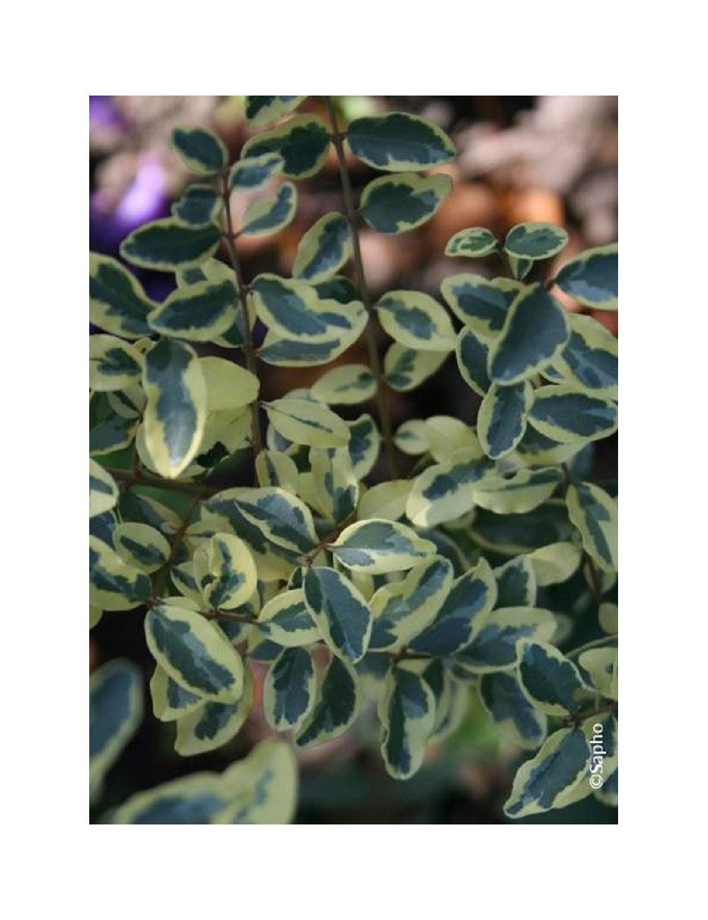 LIGUSTRUM ibota MUSLI