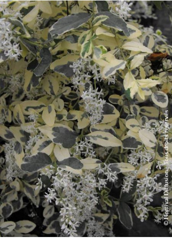 LIGUSTRUM ibota MUSLI