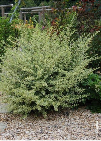 LIGUSTRUM ibota MUSLI