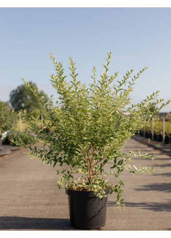 LIGUSTRUM ibota MUSLI En pot de 10-12 litres