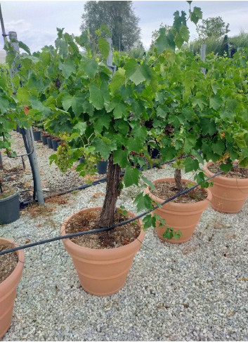 Topiaire (Plante taillée) - VIGNE DE TABLE