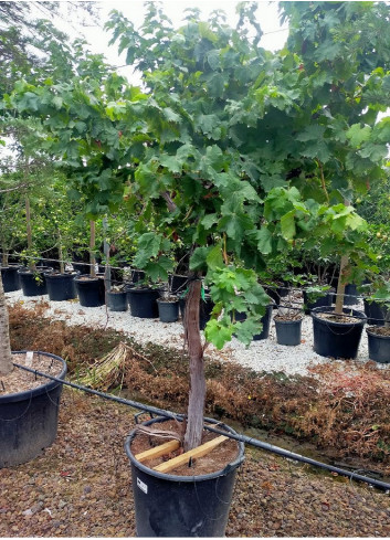 Topiaire (Plante taillée) - VIGNE DE TABLE