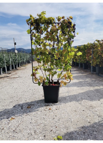 Topiaire (Plante taillée) - VIGNE DE TABLE