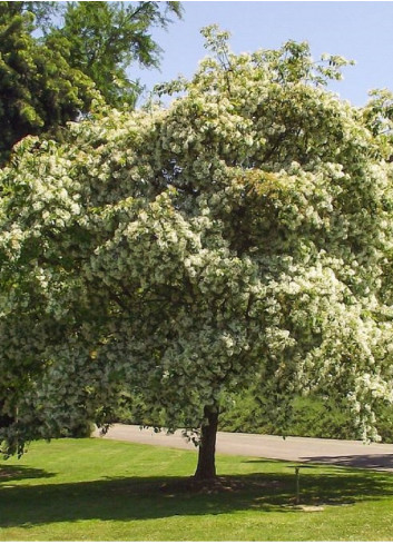 CHIONANTHUS retusus