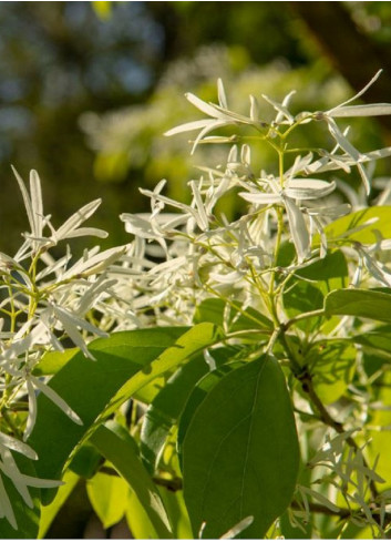 CHIONANTHUS retusus