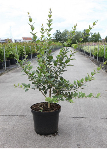 CHIONANTHUS retusus En pot de 10-12 litres