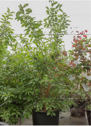 CHIONANTHUS retusus En pot de 50-70 litres