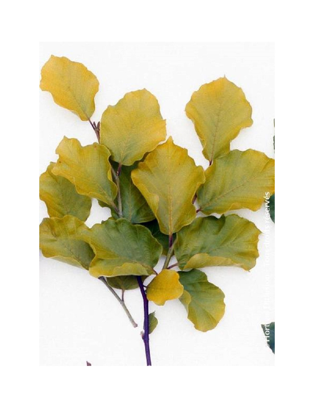 FAGUS sylvatica DAWICK GOLD