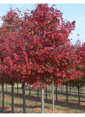 ACER rubrum FAIRVIEW FLAME