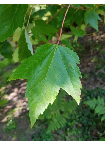 ACER rubrum FAIRVIEW FLAME