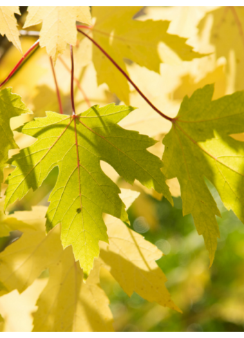 ACER saccharinum