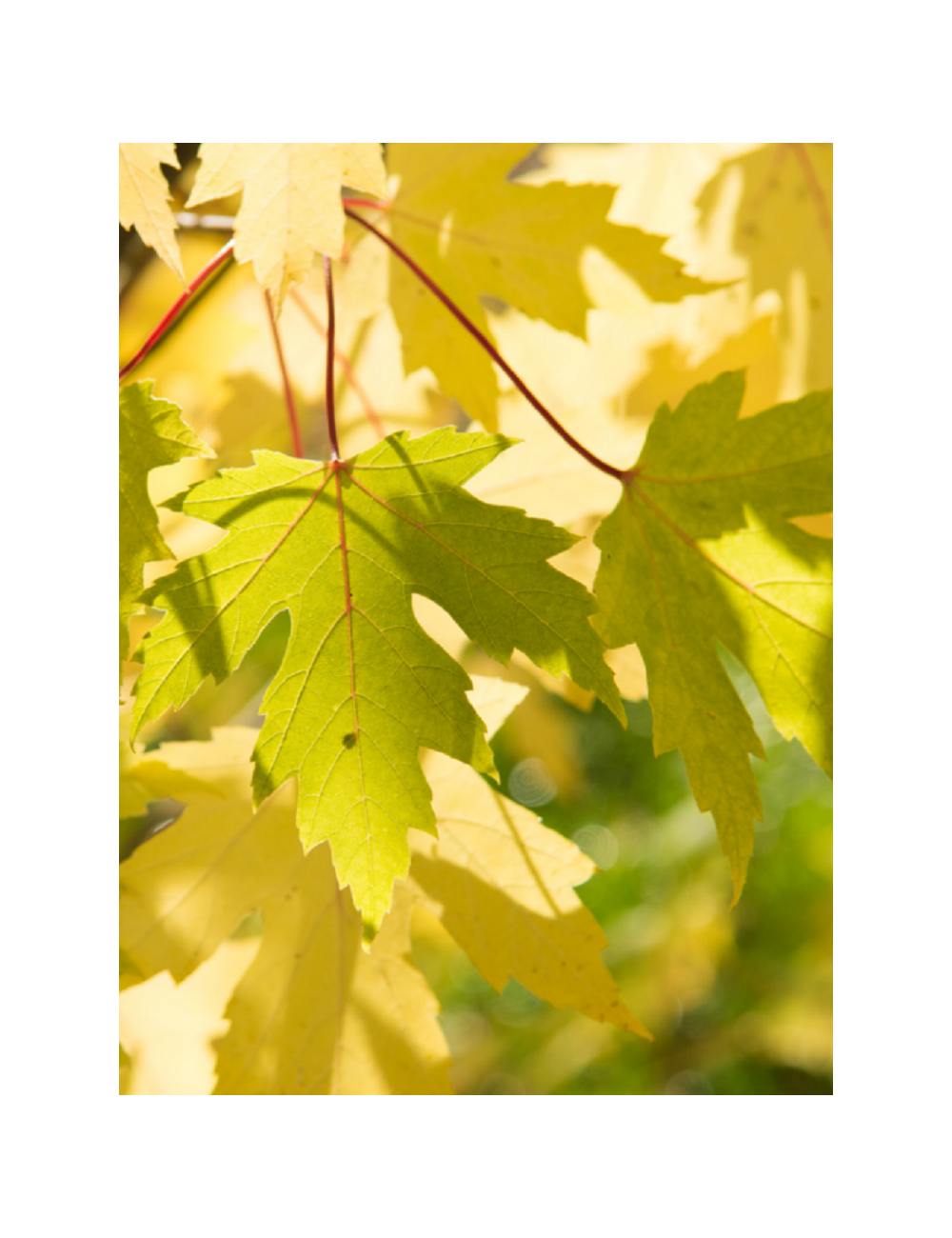 ACER saccharinum