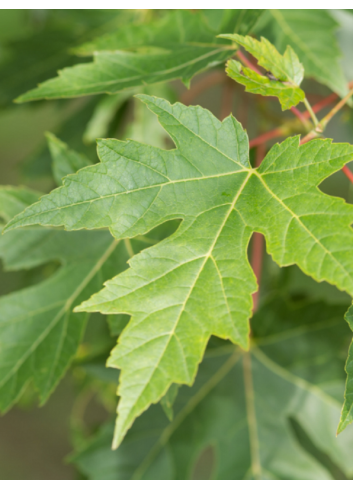 ACER saccharinum