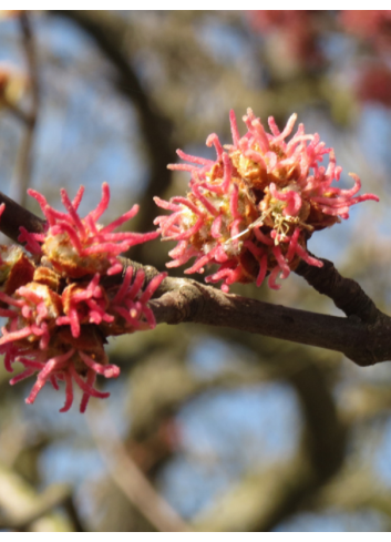 ACER saccharinum