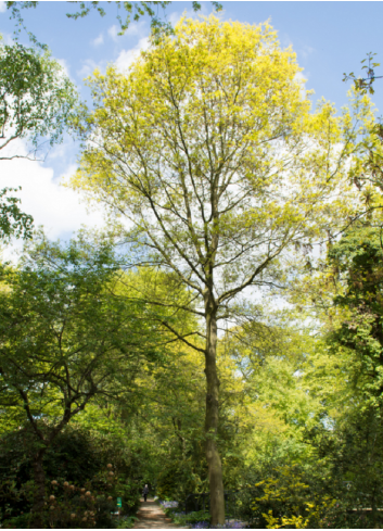 ACER saccharinum