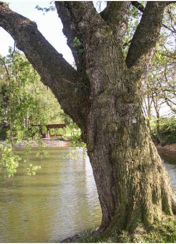 ACER saccharinum