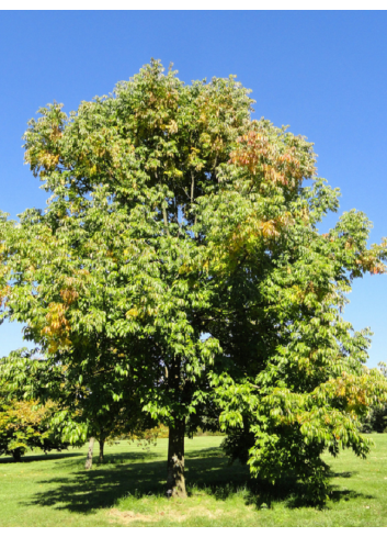 FRAXINUS americana