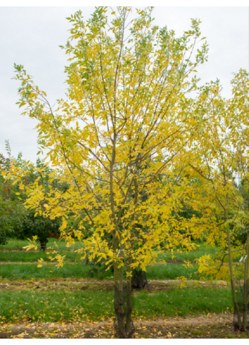 FRAXINUS americana