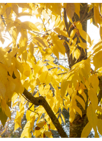 FRAXINUS americana SKYLINE