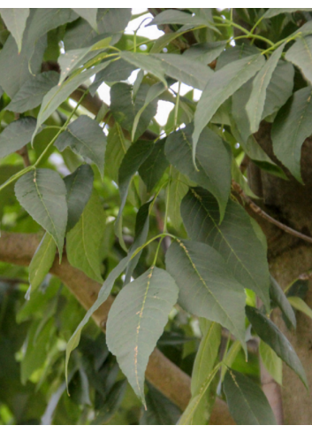 FRAXINUS americana SKYLINE