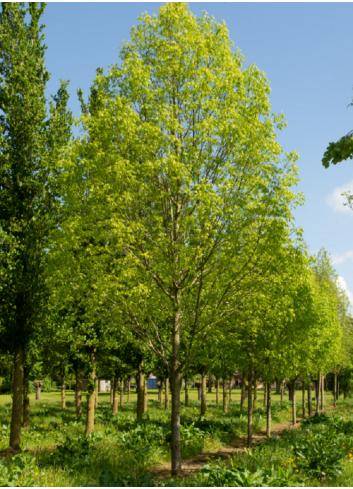 FRAXINUS americana SKYLINE