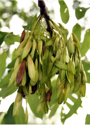 FRAXINUS excelsior