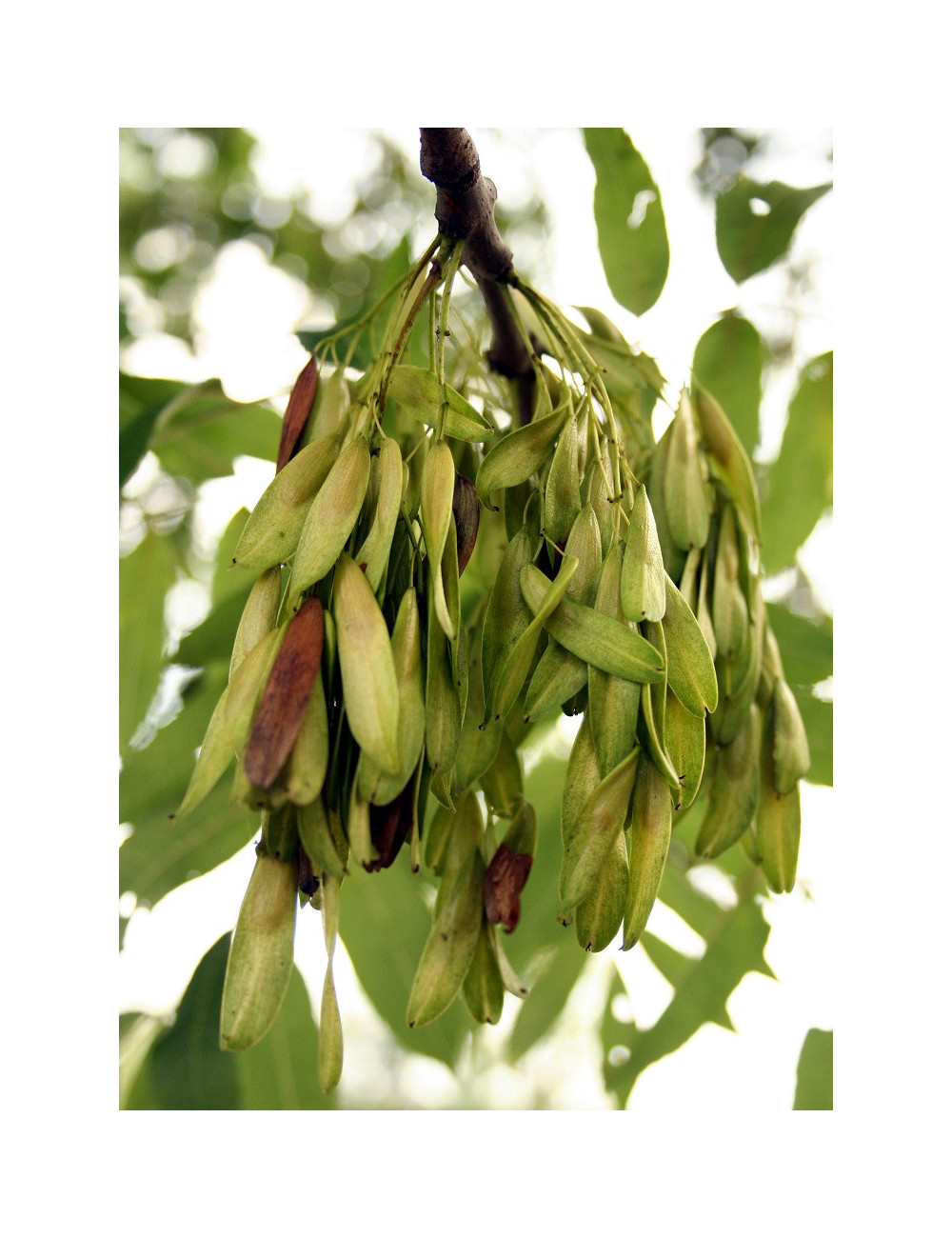 FRAXINUS excelsior