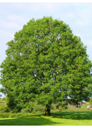 FRAXINUS excelsior