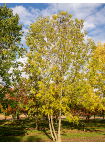 FRAXINUS excelsior