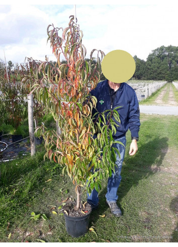 PRUNUS persica TAOFLORA PINK PINK En pot de 10-12 litres forme baliveau