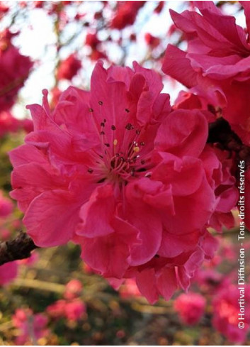 PRUNUS persica TAOFLORA RED