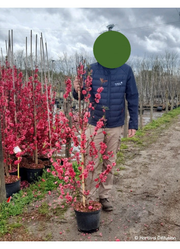 PRUNUS persica TAOFLORA RED En pot de 10-12 litres forme baliveau