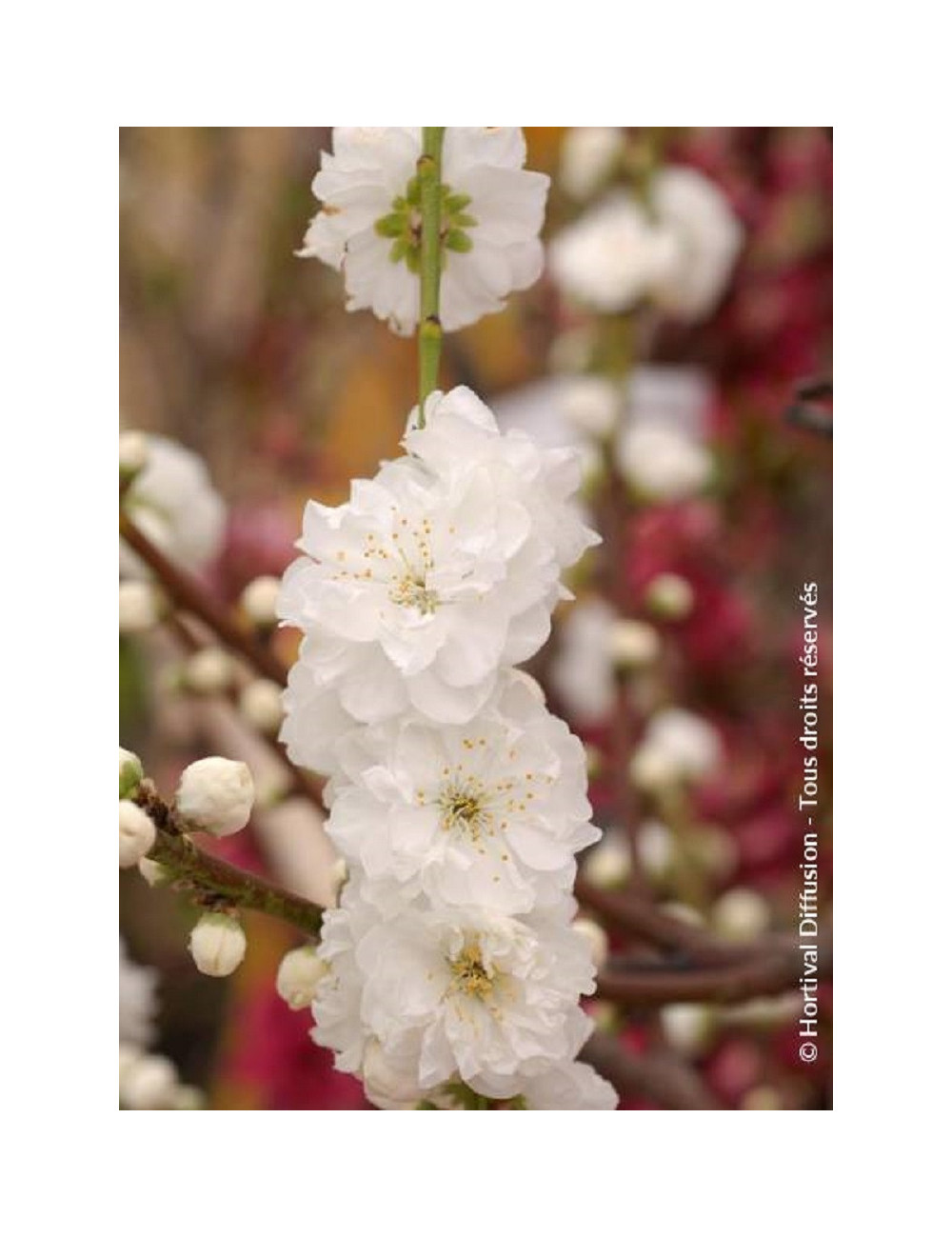 PRUNUS persica TAOFLORA WHITE