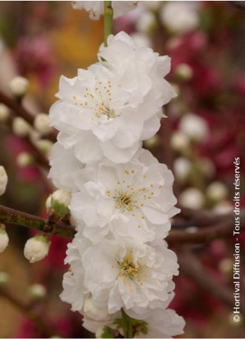 PRUNUS persica TAOFLORA WHITE