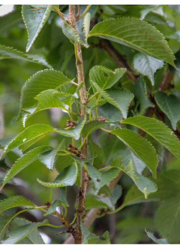 PRUNUS pandora