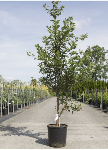 PRUNUS pandora En pot de 12-15 litres forme baliveau