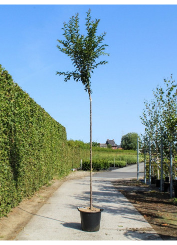 PRUNUS pandora En pot de 35-50 litres forme tige hauteur du tronc 180-200 cm