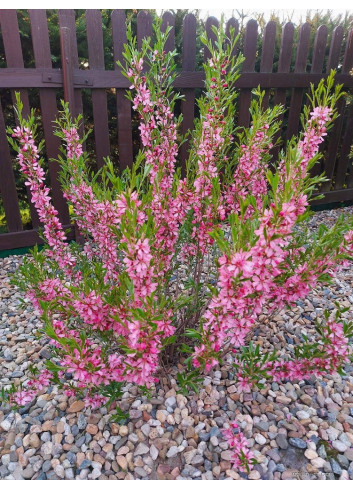 PRUNUS tenella FIRE HILL