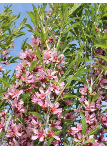 PRUNUS tenella FIRE HILL