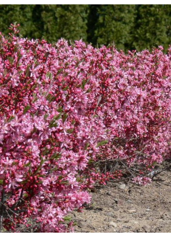 PRUNUS tenella FIRE HILL