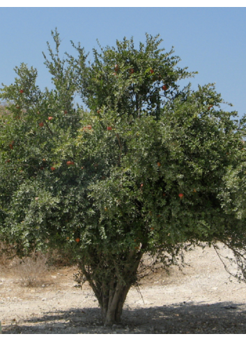 PUNICA granatum CALIFORNIA SUNSET