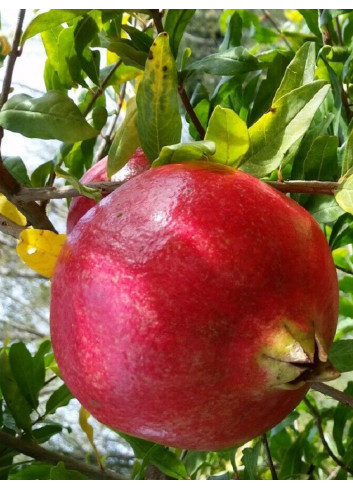 GRENADIER à fruits WONDERFUL