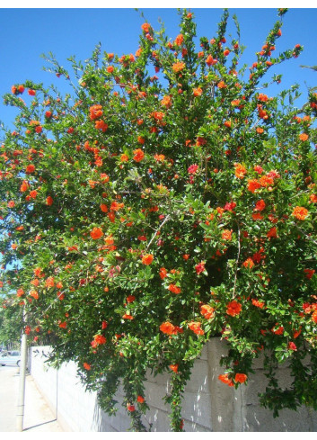 GRENADIER à fruits WONDERFUL