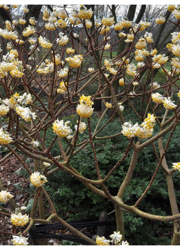 EDGEWORTHIA chrysantha GRANDIFLORA