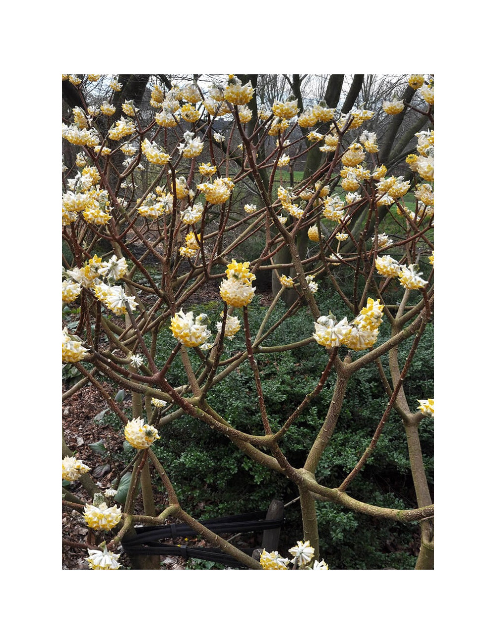 EDGEWORTHIA chrysantha GRANDIFLORA