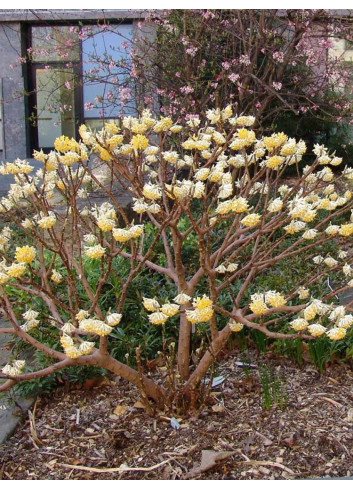 EDGEWORTHIA chrysantha GRANDIFLORA