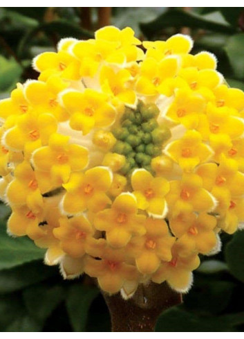 EDGEWORTHIA chrysantha GRANDIFLORA