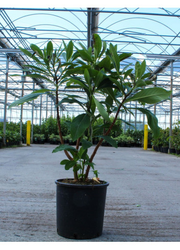 EDGEWORTHIA chrysantha GRANDIFLORA En pot de 15-20 litres