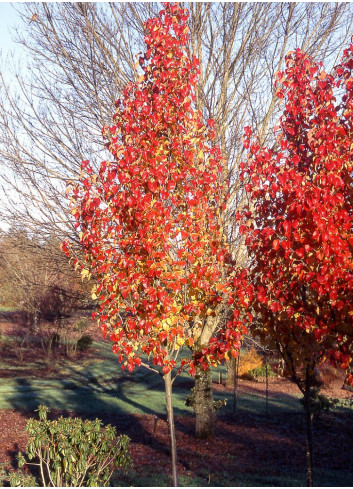 PYRUS calleryana CAPITAL